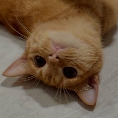 cina_premium's profile picture