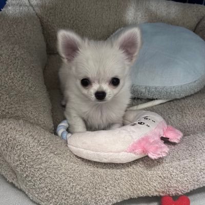 ころころコロン➰'s profile picture