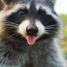 Jay White profil fotoğrafı