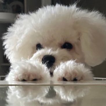 しろいぬ(ぴぷす)'s profile picture