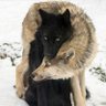 Michael "Two Wolfs" Estelle's profile picture