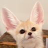 bojack fennecman's profile picture