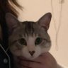 にゃん様's profile picture