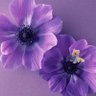 _MaaCi_iLYs_ profil fotoğrafı