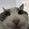 Profilbild von Scarlet