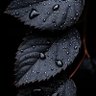 Фото профиля مشعل