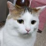 ⭐️加 奈⭐️ profil fotoğrafı