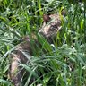 Фото профиля しがない半隠者。