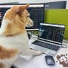 萝卜 profil fotoğrafı