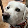 Yuan's profile picture