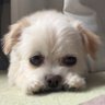 Profilbild von 雑種