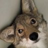 Profilbild von Yote, immortal coyote 🇺🇦🇹🇼NAFO