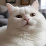 Anatoly's profile picture