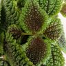 Profilbild von Planta Lunar