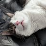 FrostyTrig's profile picture
