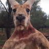 カンガルー柴田 profil fotoğrafı
