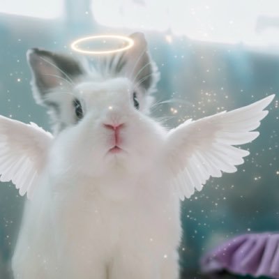 ラプとちょびのママ's profile picture