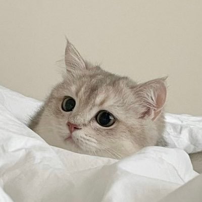 플's profile picture
