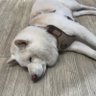 qinyan profil fotoğrafı