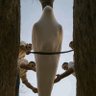 Sam the liberator. profil fotoğrafı