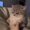 kittykat's profile picture