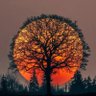 Dil Bikovan's profile picture