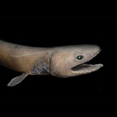Shark_Exposed's profile picture