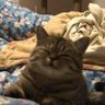 奶茶's profile picture