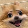 ふりほた 【共犯者】叡智、ネタバレアリ's profile picture