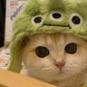 赴野 的头像
