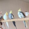 hachidori🐥🌾👑🇫🇷🐓 profil fotoğrafı