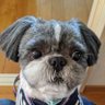 ココア大福🐕🦺🐾🐾's profile picture