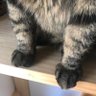 ネコマサムネ profil fotoğrafı