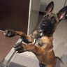 GUARDIAMILEI's profile picture
