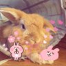 Profilbild von 🐰🎀もこにゃ🎀ꧦ𐅁𐀸𐋠𛰙᭜𖫲𖫳𖫴𖫰꛰ﯩᩝ︪᭜𖫴𖫳𖫲𖫰꛰ީᩝ𛰚🐰