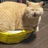 れんかさぁぁあん!!! profil fotoğrafı