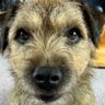 Joss Naylor (the dog) CBE OBE profil fotoğrafı