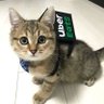 猫は見ている profil fotoğrafı