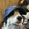 Lalmumu's profile picture