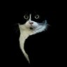 sophia profil fotoğrafı