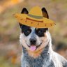 BaxterDogwoods profil fotoğrafı