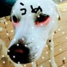 Фото профиля めにゃん🐕ᯓᡣ𐭩