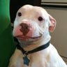 Liev Dietrich's profile picture