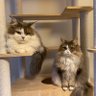 双子の長毛猫|シャチ・モカ profil fotoğrafı