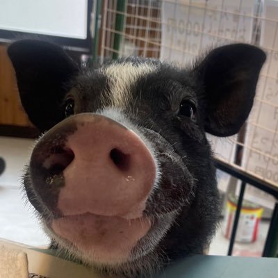 ミサママ(癒され亭の園長's profile picture