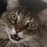 Luna's profile picture