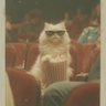 Z 的头像