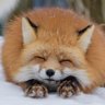 ゆすらび's profile picture