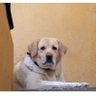 Profilbild von ashok15balu