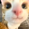 ململه's profile picture